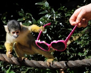 Monkeys Stealing Shades at London Zoo